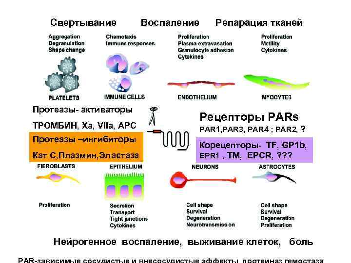 Свертывание Воспаление Репарация тканей Протеазы- активаторы ТРОМБИН, Xa, VIIa, АРС Протеазы –ингибиторы Кат С,