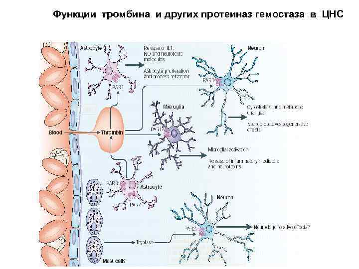  Функции тромбина и других протеиназ гемостаза в ЦНС FXa Noorbakhsh et al　(2003), Kiseleva