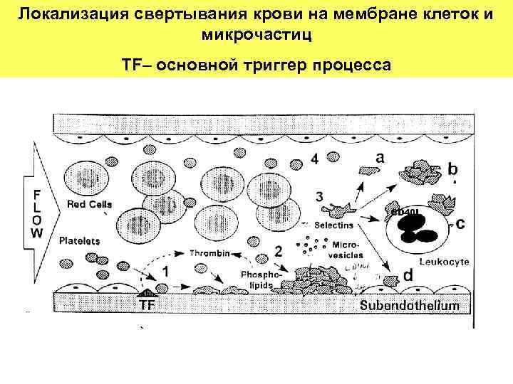 Локализация свертывания крови на мембране клеток и Tissue factor (TF) is the main trigger
