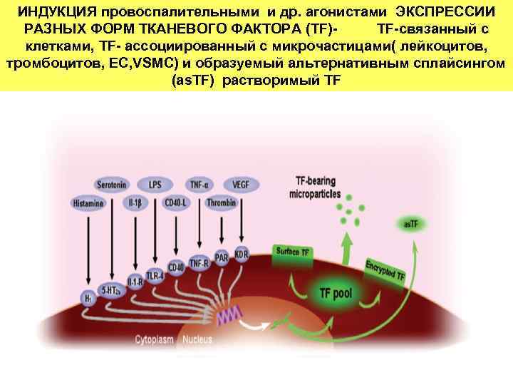 ИНДУКЦИЯ провоспалительными и др. агонистами ЭКСПРЕССИИ РАЗНЫХ ФОРМ ТКАНЕВОГО ФАКТОРА (TF)- TF-связанный с клетками,