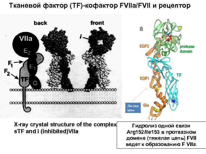 Тканевой фактор (TF)-кофактор FVIIa/FVII и рецептор Легкая цепь X-ray crystal structure of the complex
