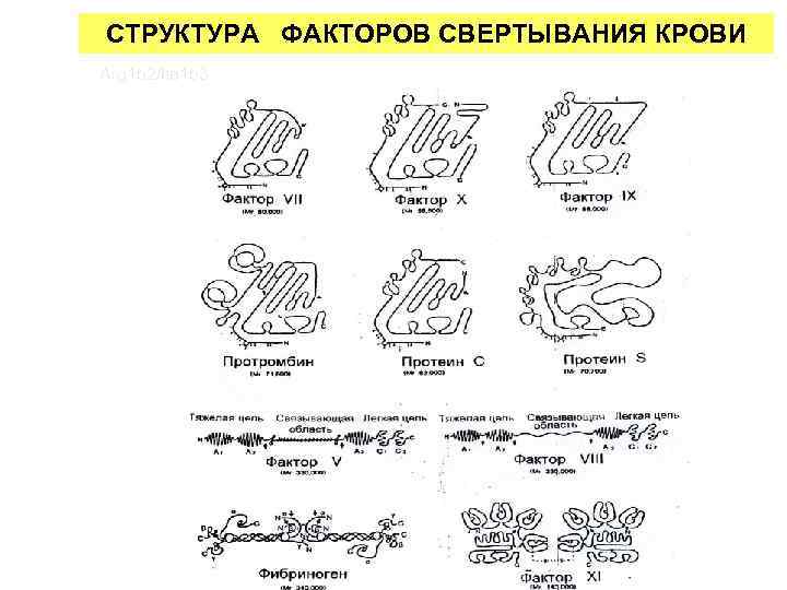 СТРУКТУРА ФАКТОРОВ СВЕРТЫВАНИЯ КРОВИ Arg 152/Ile 153 
