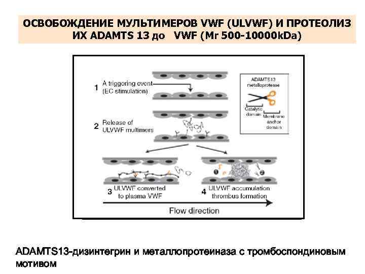 ОСВОБОЖДЕНИЕ МУЛЬТИМЕРОВ VWF (ULVWF) И ПРОТЕОЛИЗ ИХ ADAMTS 13 до VWF (Mr 500 -10000