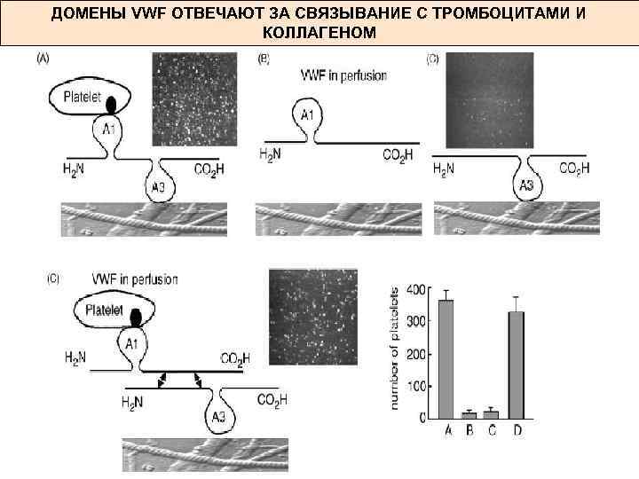 ДОМЕНЫ VWF ОТВЕЧАЮТ ЗА СВЯЗЫВАНИЕ С ТРОМБОЦИТАМИ И КОЛЛАГЕНОМ 