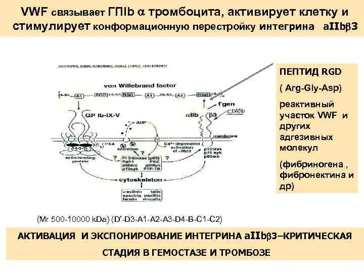 VWF связывает ГПIb тромбоцита, активирует клетку и стимулирует конформационную перестройку интегрина a. IIb 3