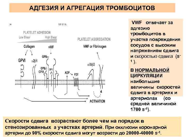 Адгезия в медицине. Механизмы адгезии и агрегации тромбоцитов. Отличие адгезии от агрегации. Схема адгезии тромбоцитов. Адгезия тромбоцитов.