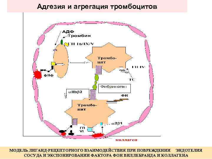 Схема агрегации тромбоцитов