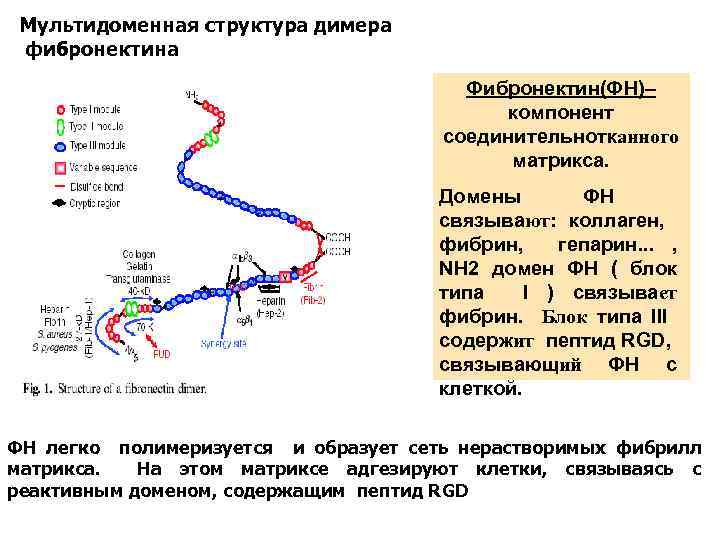 Мультидоменная структура димера фибронектина Фибронектин(ФН)– компонент соединительнотканного матрикса. Домены ФН связывают: коллаген, фибрин, гепарин.