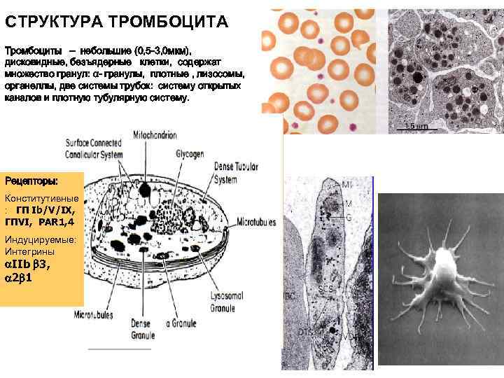 Безъядерные клетки. Строение тромбоцита схема. Структура тромбоцитов. Особенности строения тромбоцитов. Тромбоциты строение клетки.