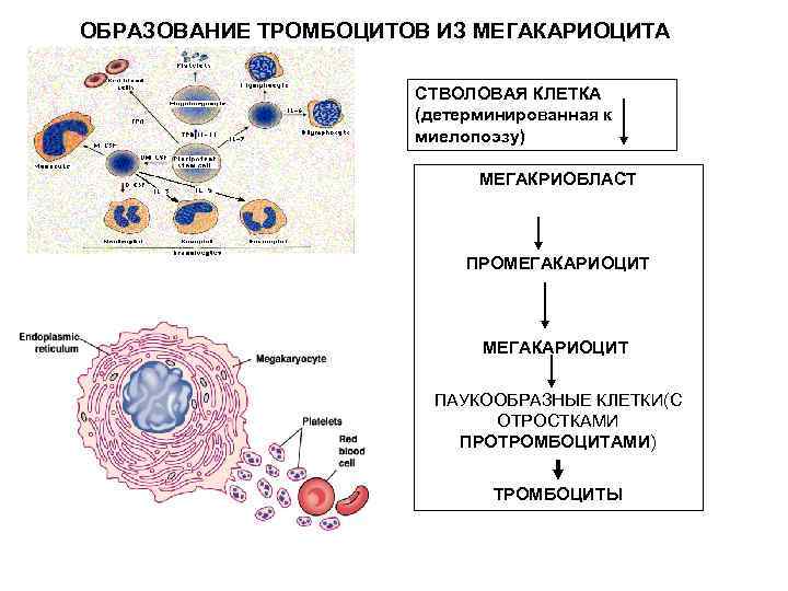 Схема образования тромбоцитов