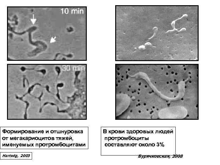 Формирование и отшнуровка от мегакариоцитов тяжей, именуемых протромбоцитами Hartwig, 2003 В крови здоровых людей