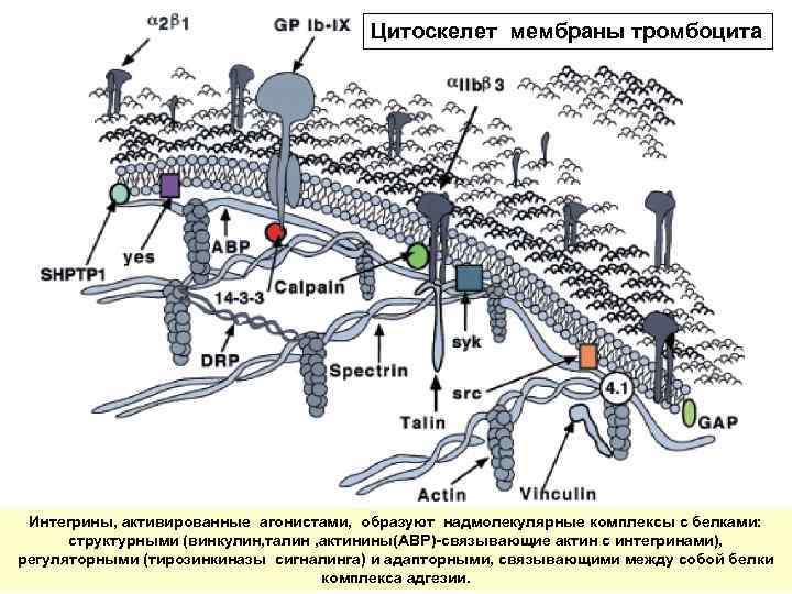 Цитоскелет мембраны тромбоцита Интегрины, активированные агонистами, образуют надмолекулярные комплексы с белками: структурными (винкулин, талин