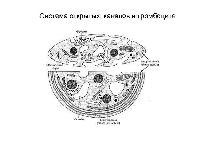 Система открытых каналов в тромбоците 