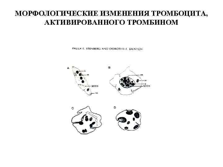 МОРФОЛОГИЧЕСКИЕ ИЗМЕНЕНИЯ ТРОМБОЦИТА, АКТИВИРОВАННОГО ТРОМБИНОМ 