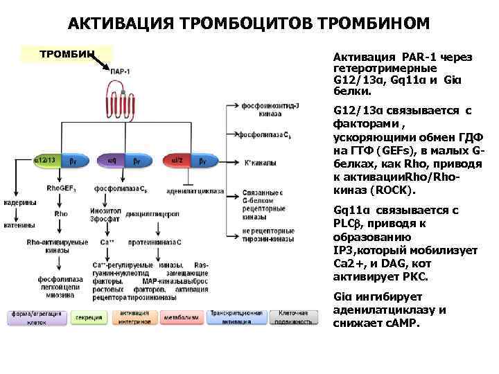 АКТИВАЦИЯ ТРОМБОЦИТОВ ТРОМБИНОМ ТРОМБИН Активация PAR-1 через гетеротримерные G 12/13α, Gq 11α и Giα