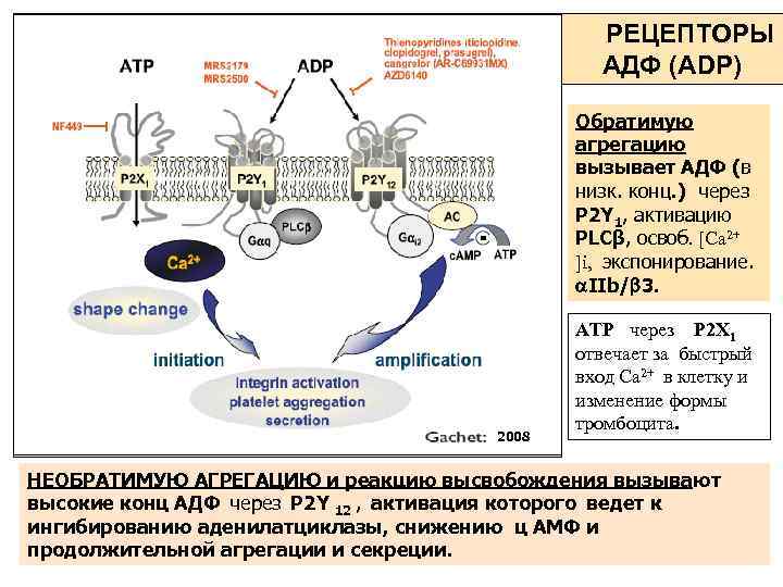  РЕЦЕПТОРЫ АДФ (ADP) Обратимую агрегацию вызывает АДФ (в низк. конц. ) через P