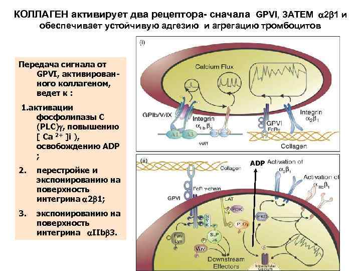 КОЛЛАГЕН активирует два рецептора- сначала GPVI, ЗАТЕМ 2 1 и обеспечивает устойчивую адгезию и