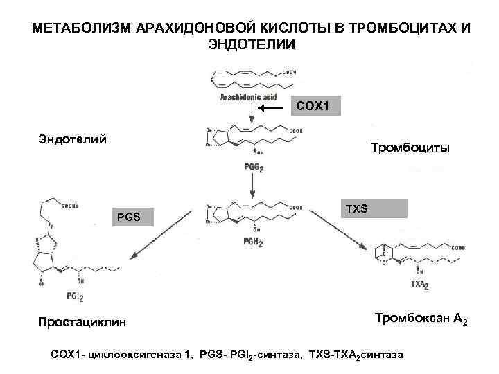 Схема арахидоновой кислоты