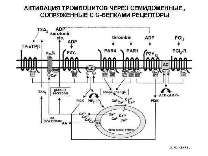 АКТИВАЦИЯ ТРОМБОЦИТОВ ЧЕРЕЗ СЕМИДОМЕННЫЕ , СОПРЯЖЕННЫЕ С G-БЕЛКАМИ РЕЦЕПТОРЫ 