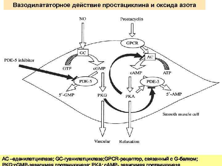 Вазодилататорное действие простациклина и оксида азота AC –аденилатциклаза; GC-гуанилатциклаза; GPCR-рецептор, связанный с G-белком; 