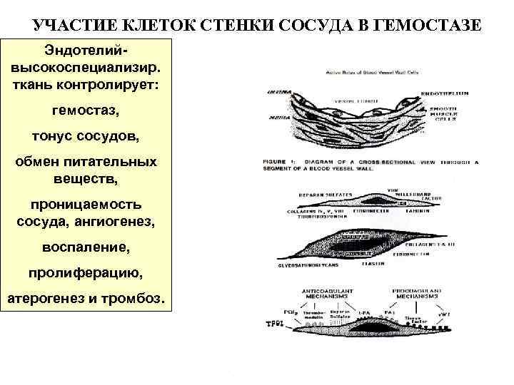 УЧАСТИЕ КЛЕТОК СТЕНКИ СОСУДА В ГЕМОСТАЗЕ Эндотелий- высокоспециализир. ткань контролирует: гемостаз, тонус сосудов, обмен