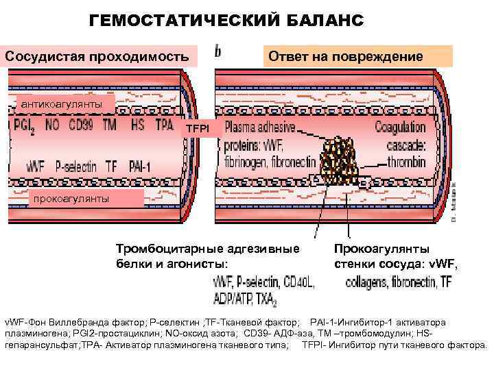 ГЕМОСТАТИЧЕСКИЙ БАЛАНС Сосудистая проходимость Ответ на повреждение антикоагулянты TFPI прокоагулянты Тромбоцитарные адгезивные белки и