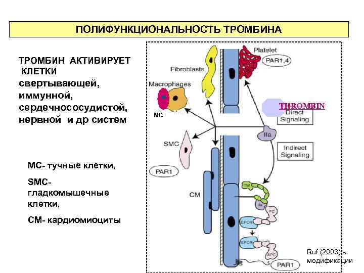 ПОЛИФУНКЦИОНАЛЬНОСТЬ ТРОМБИНА ТРОМБИН АКТИВИРУЕТ КЛЕТКИ свертывающей, иммунной, сердечнососудистой, нервной и др систем MC MC