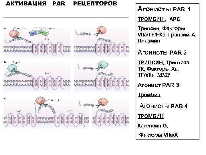 АКТИВАЦИЯ PAR РЕЦЕПТОРОВ Агонисты PAR 1 ТРОМБИН , АРС Трипсин, Факторы VIIa/TF/FXa, Гранзим А,