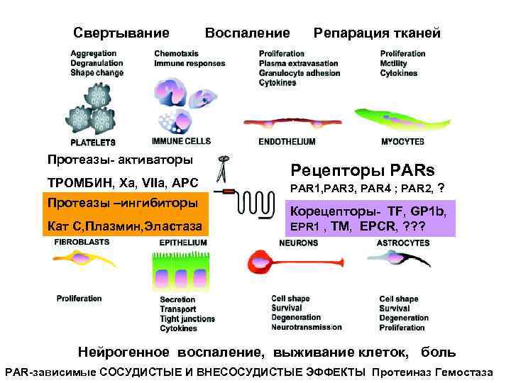 Свертывание Воспаление Репарация тканей Протеазы- активаторы ТРОМБИН, Xa, VIIa, АРС Протеазы –ингибиторы Кат С,