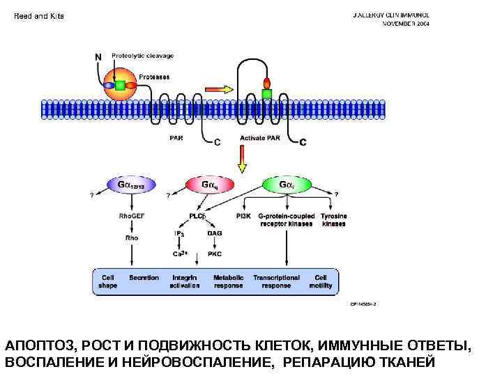 АПОПТОЗ, РОСТ И ПОДВИЖНОСТЬ КЛЕТОК, ИММУННЫЕ ОТВЕТЫ, ВОСПАЛЕНИЕ И НЕЙРОВОСПАЛЕНИЕ, РЕПАРАЦИЮ ТКАНЕЙ 