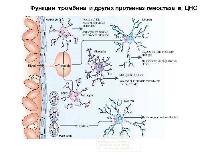  Функции тромбина и других протеиназ гемостаза в ЦНС FXa Noorbakhsh et al　(2003), Kiseleva