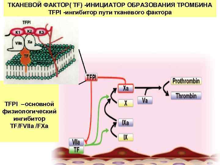 ТКАНЕВОЙ ФАКТОР( TF) -ИНИЦИАТОР ОБРАЗОВАНИЯ ТРОМБИНА TFPI -ингибитор пути тканевого фактора TFPI –основной физиологический