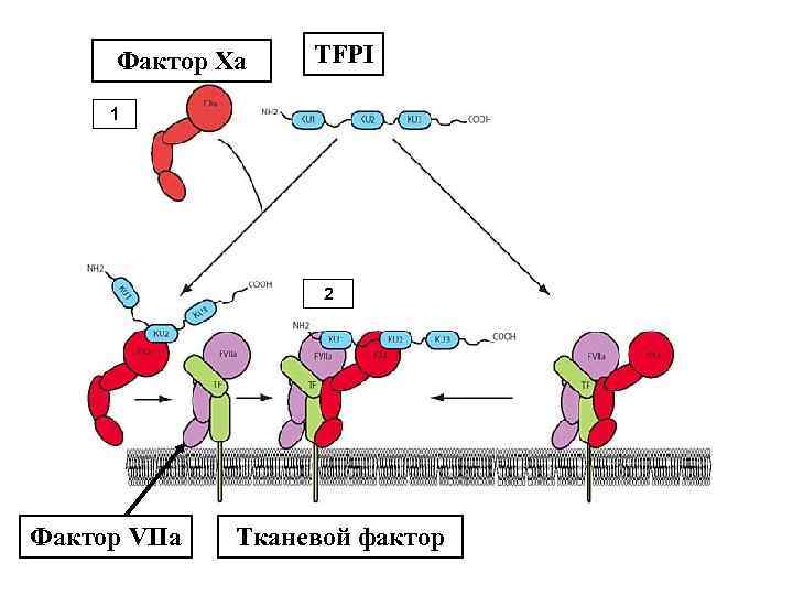 Фактор мыши. Фактор xa фактор свертывания. Тканевой фактор. Тканевые факторы гемостаза. TFPI ингибитор пути тканевого фактора.