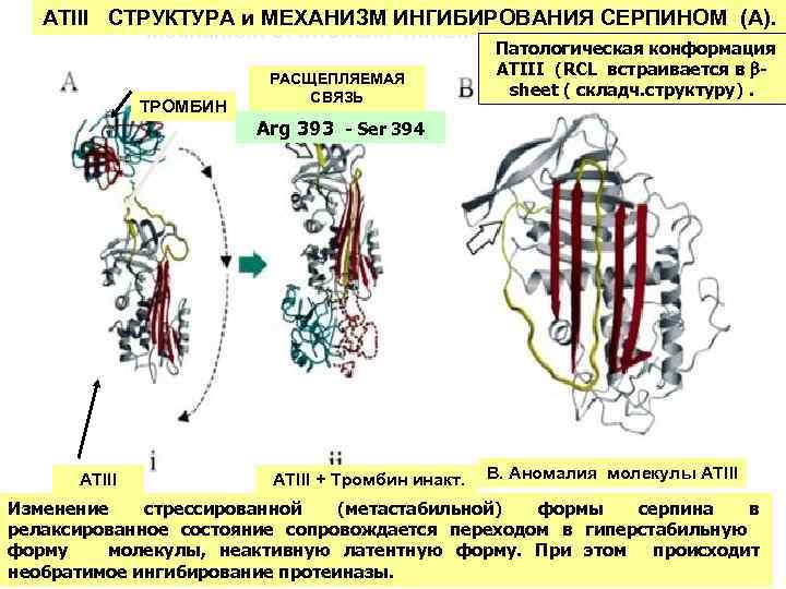 ATIII CТРУКТУРА и МЕХАНИЗМ ИНГИБИРОВАНИЯ СЕРПИНОМ (A). Mechanism of thrombin inhibition by ATIII ТРОМБИН