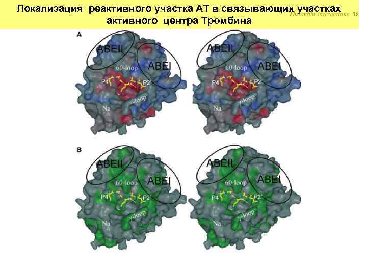 Локализация реактивного участка АТ в связывающих участках активного центра Тромбина 