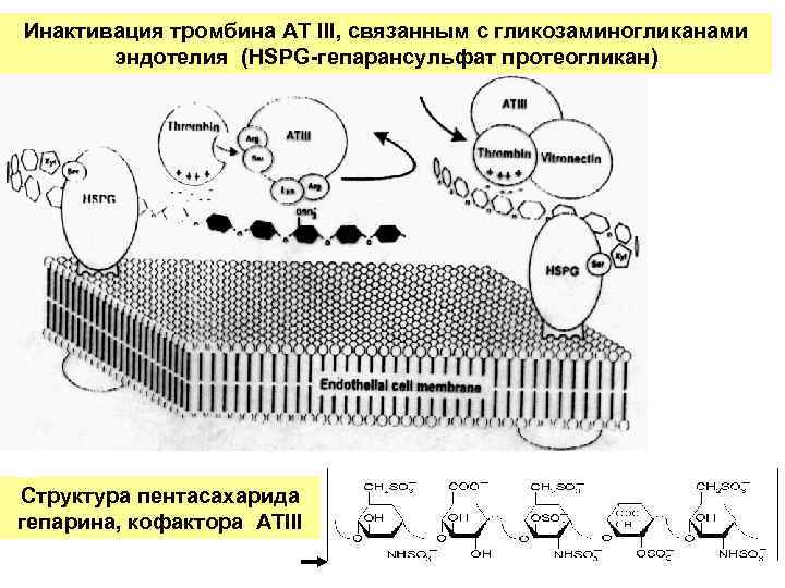 Инактивация тромбина АТ III, связанным с гликозаминогликанами эндотелия (HSPG-гепарансульфат протеогликан) Структура пентасахарида гепарина, кофактора