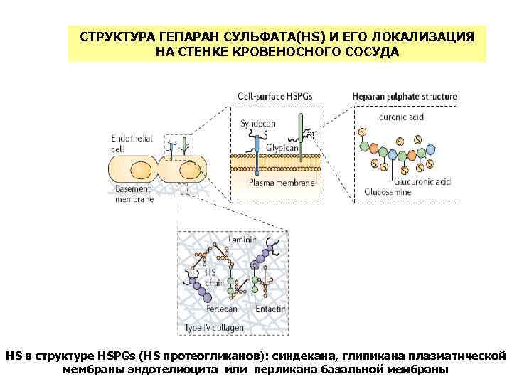 СТРУКТУРА ГЕПАРАН СУЛЬФАТА(HS) И ЕГО ЛОКАЛИЗАЦИЯ НА СТЕНКЕ КРОВЕНОСНОГО СОСУДА HS в структуре HSPGs