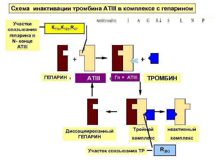 Схема инактивации тромбина АТIII в комплексе с гепарином Участки связывания гепарина в N- конце