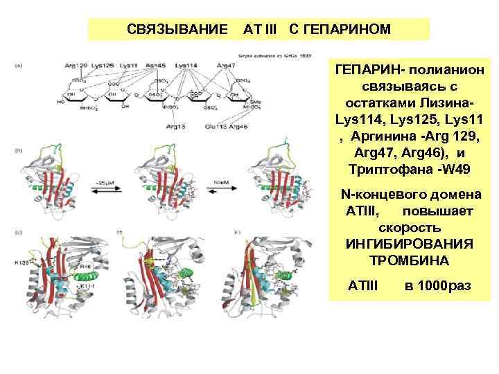 СВЯЗЫВАНИЕ АТ III С ГЕПАРИНОМ ГЕПАРИН- полианион связываясь с остатками Лизина- Lys 114, Lys