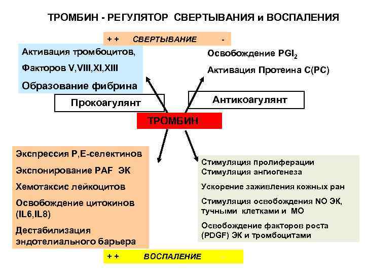  ТРОМБИН - РЕГУЛЯТОР СВЕРТЫВАНИЯ и ВОСПАЛЕНИЯ ++ СВЕРТЫВАНИЕ - Активация тромбоцитов, Освобождение PGI