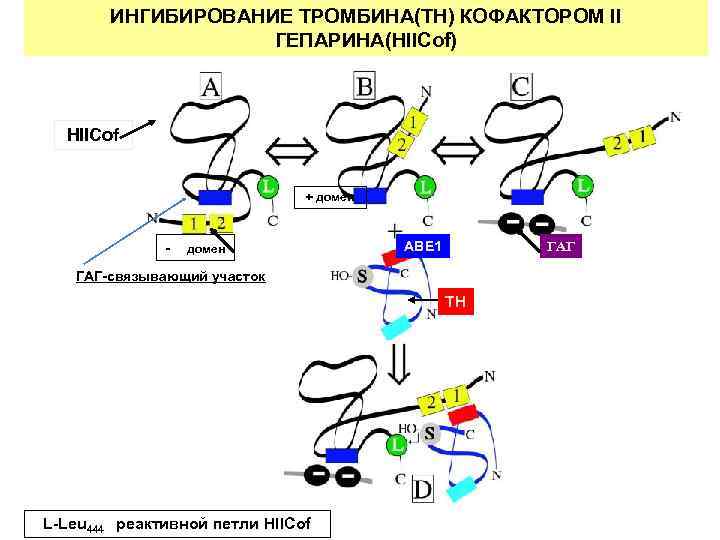 ИНГИБИРОВАНИЕ ТРОМБИНА(TH) КОФАКТОРОМ II ГЕПАРИНА(HIICof) HIICof + домен - домен ABE 1 ГАГ-связывающий участок