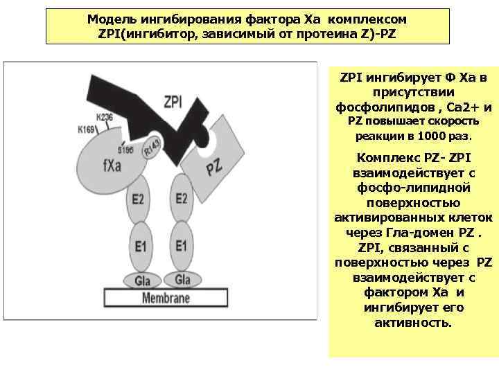 Модель ингибирования фактора Xa комплексом ZPI(ингибитор, зависимый от протеина Z)-PZ ZPI ингибирует Ф Xa