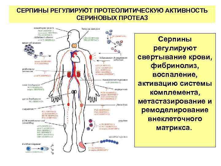 СЕРПИНЫ РЕГУЛИРУЮТ ПРОТЕОЛИТИЧЕСКУЮ АКТИВНОСТЬ СЕРИНОВЫХ ПРОТЕАЗ Серпины регулируют свертывание крови, фибринолиз, воспаление, активацию системы