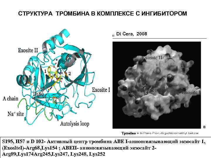 СТРУКТУРА ТРОМБИНА В КОМПЛЕКСЕ С ИНГИБИТОРОМ Di Cera, 2008 Тромбин + S 195, H