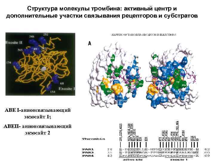 Структура молекулы тромбина: активный центр и дополнительные участки связывания рецепторов и субстратов АВЕ I-анионсвязывающий