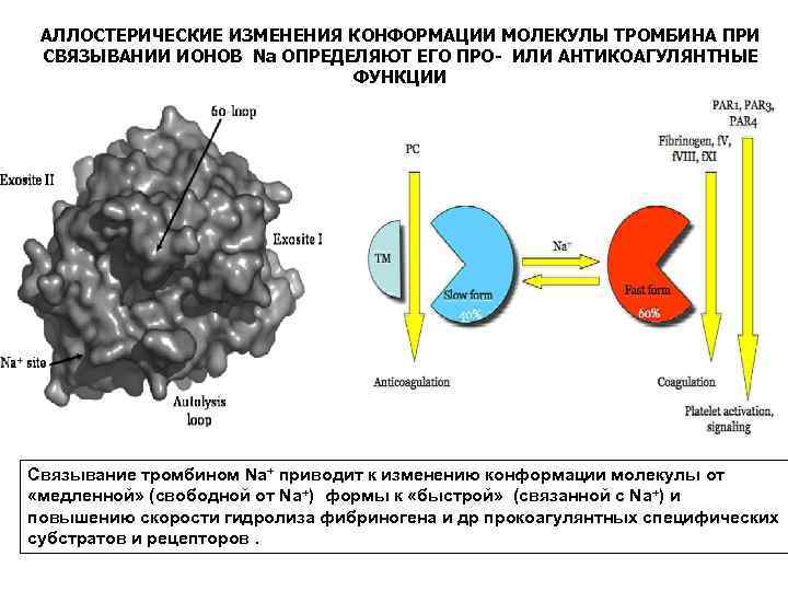 АЛЛОСТЕРИЧЕСКИЕ ИЗМЕНЕНИЯ КОНФОРМАЦИИ МОЛЕКУЛЫ ТРОМБИНА ПРИ СВЯЗЫВАНИИ ИОНОВ Nа ОПРЕДЕЛЯЮТ ЕГО ПРО- ИЛИ АНТИКОАГУЛЯНТНЫЕ