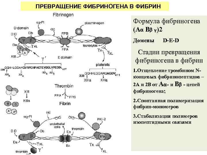  ПРЕВРАЩЕНИЕ ФИБРИНОГЕНА В ФИБРИН Формула фибриногена (A B γ)2 Домены D-E-D Стадии превращения