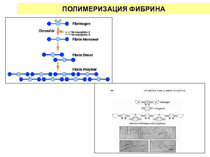 ПОЛИМЕРИЗАЦИЯ ФИБРИНА 