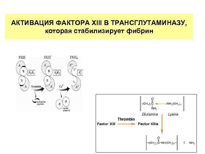 АКТИВАЦИЯ ФАКТОРА XIII В ТРАНСГЛУТАМИНАЗУ, которая стабилизирует фибрин 