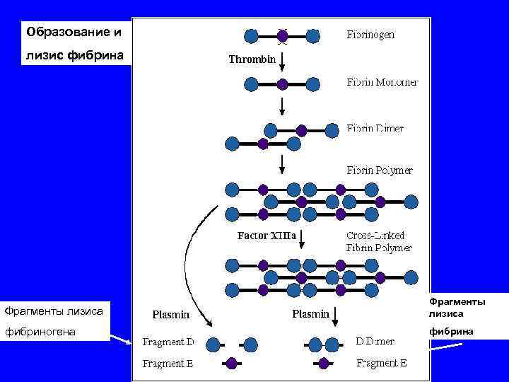 Схема образования фибрина